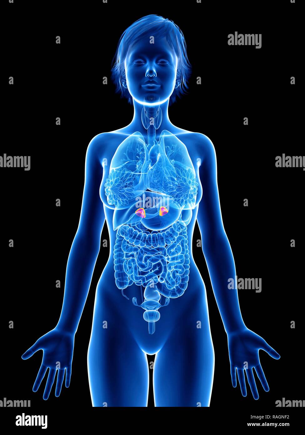 Adrenal glands hires stock photography and images Alamy