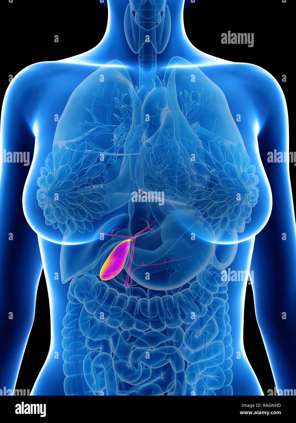 Illustration of a woman s gallbladder stock photo alamy