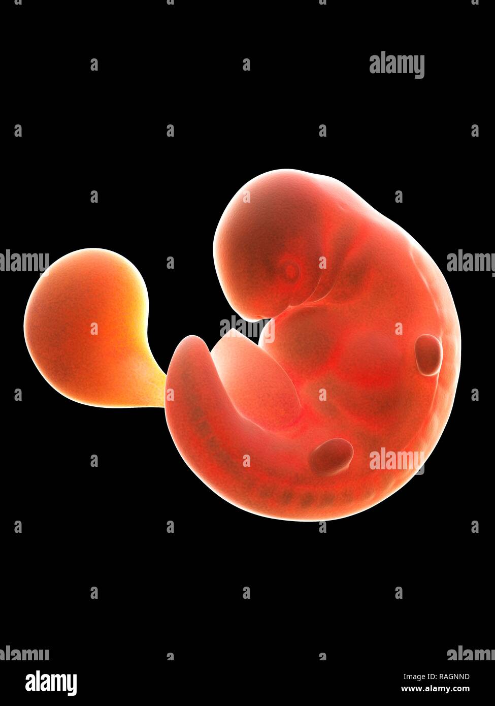 Human embryo 6 weeks hi-res stock photography and images - Alamy