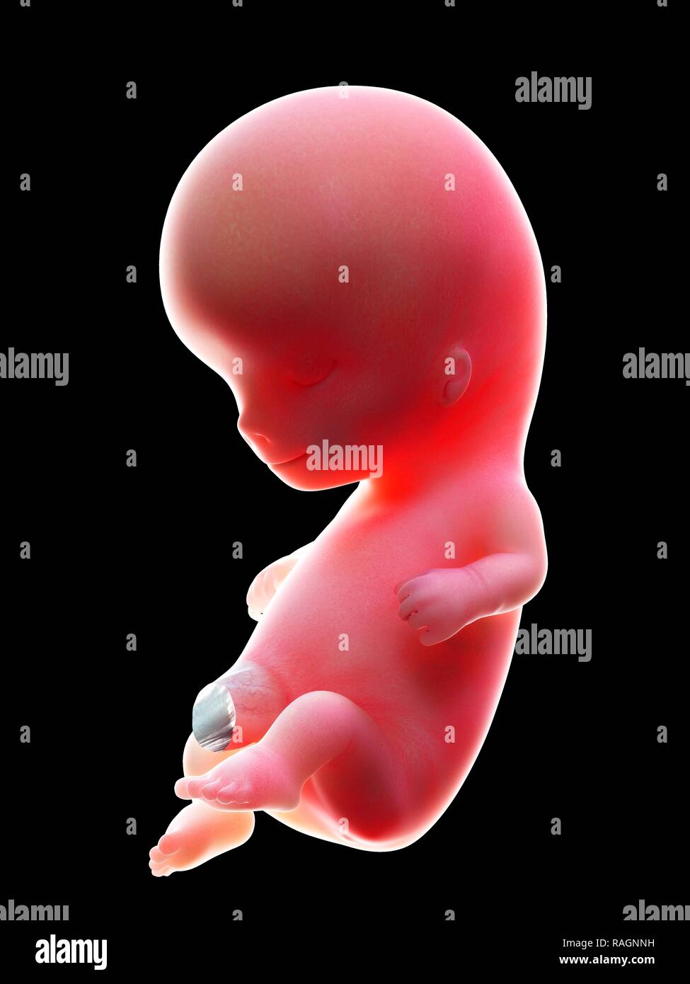 Illustration of a human foetus, week 10. Stock Photo