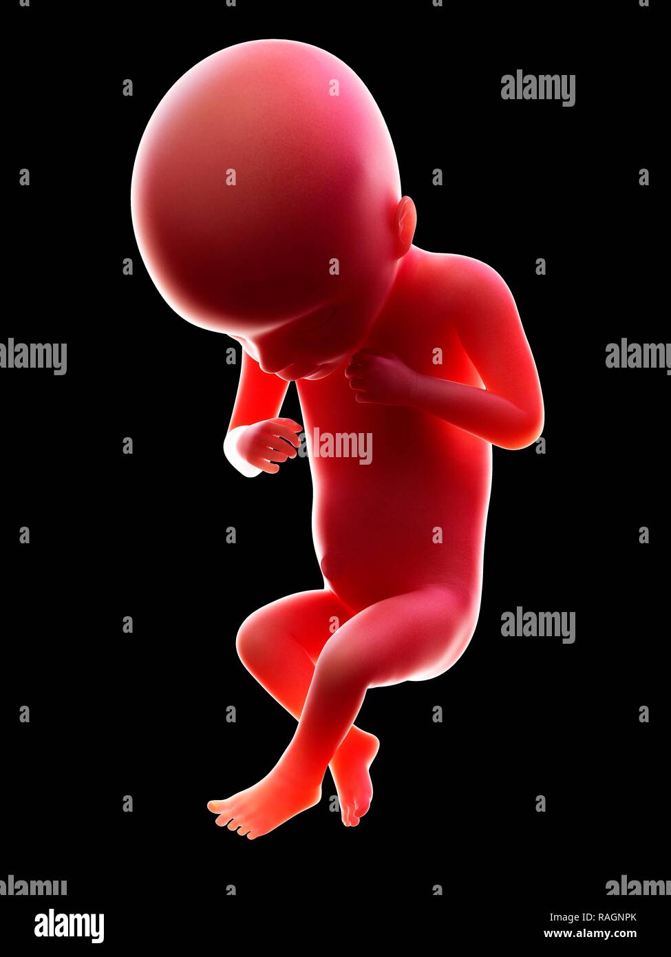 Illustration of a human foetus, week 18 Stock Photo Alamy
