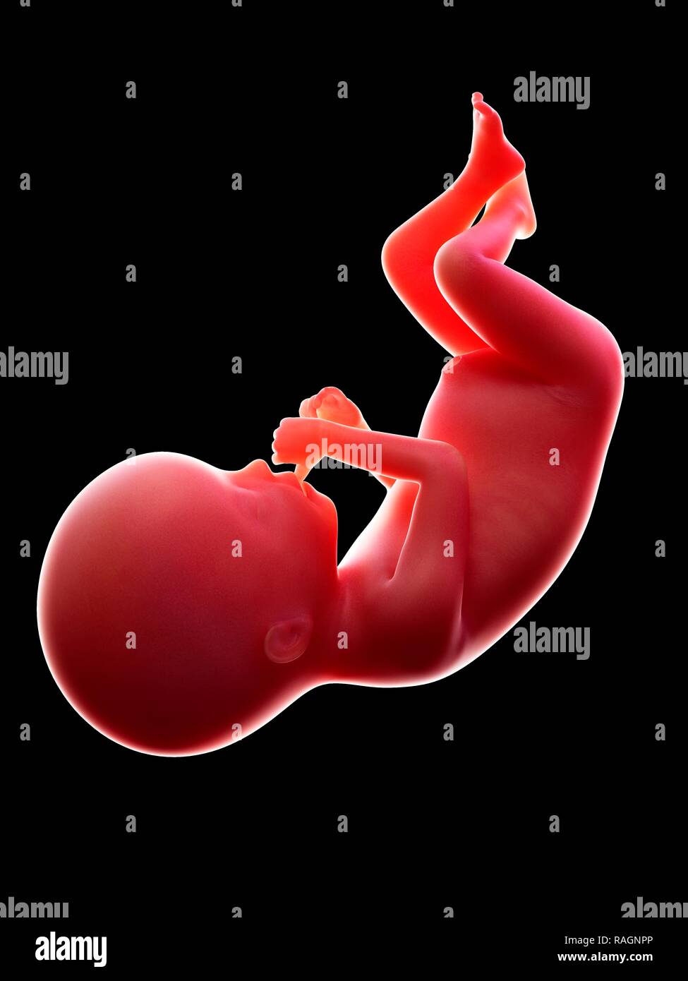 Fetus 20 weeks hires stock photography and images Alamy
