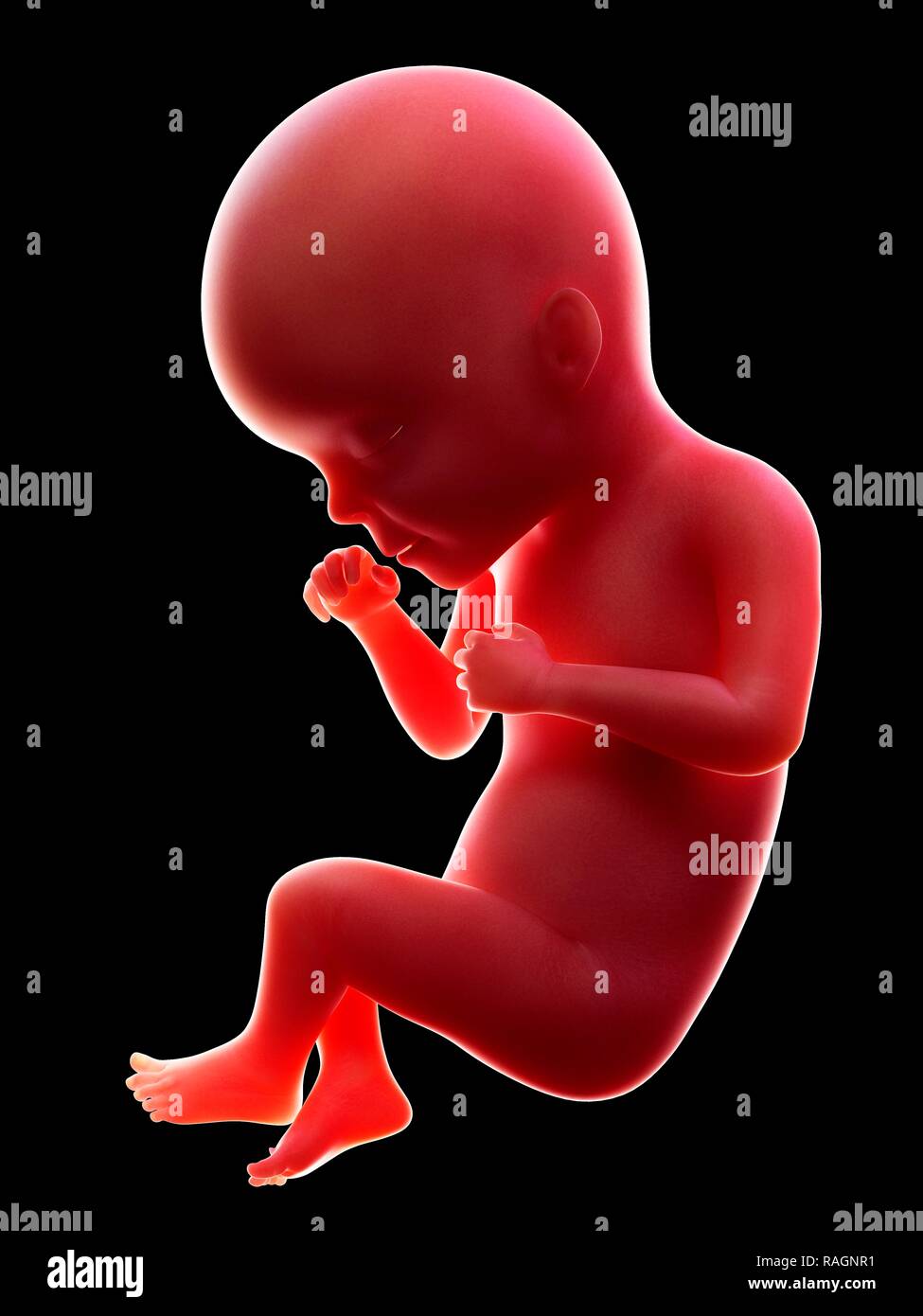 Illustration of a human foetus, week 27. Stock Photo