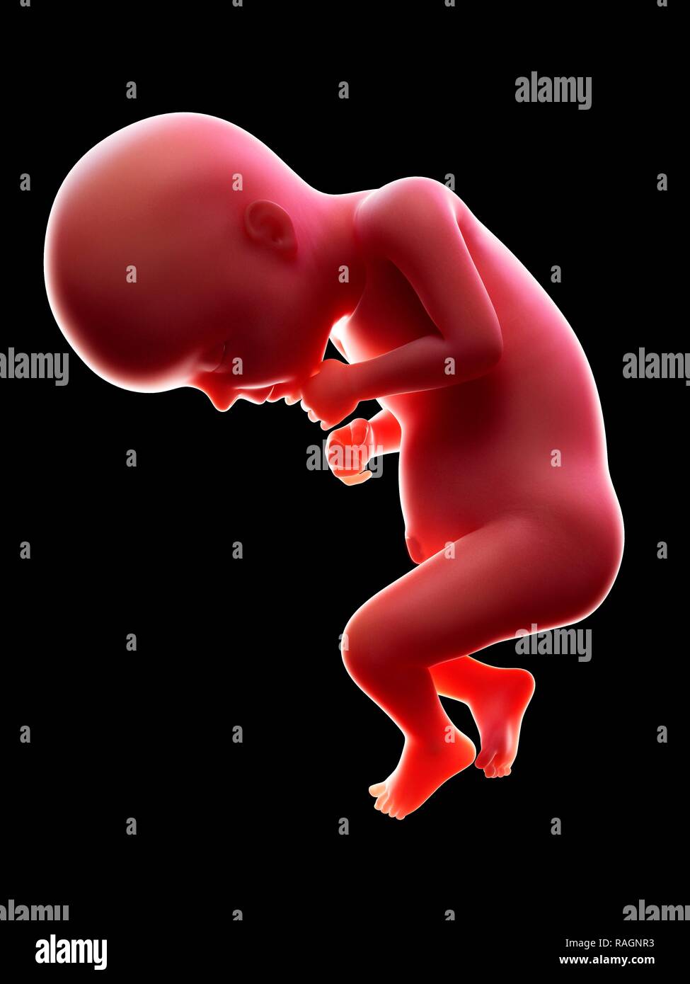 Illustration of a human foetus, week 28. Stock Photo