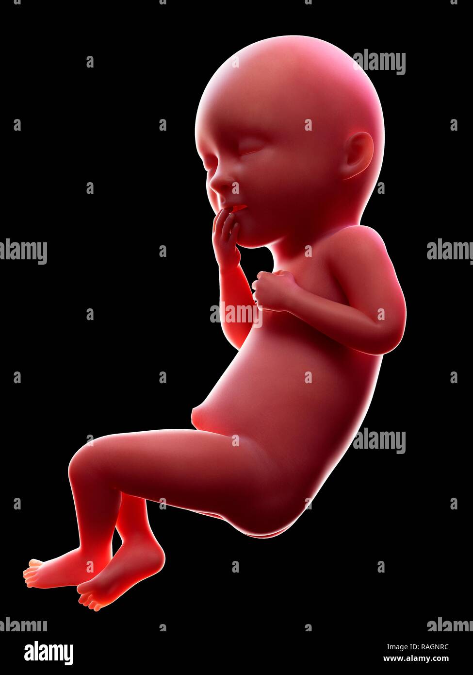 Illustration of a human foetus, week 36. Stock Photo