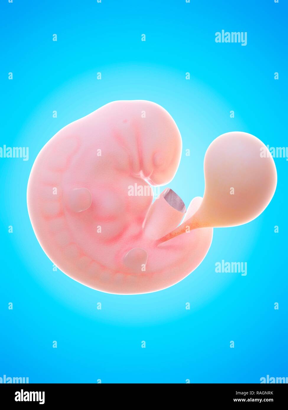 6 weeks human embryo hi-res stock photography and images - Alamy