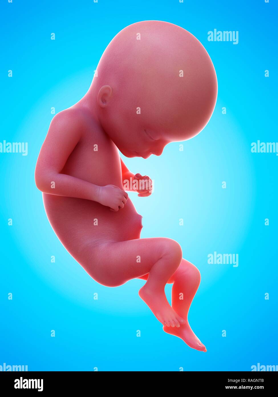 Foetus at 17 weeks hi-res stock photography and images - Alamy