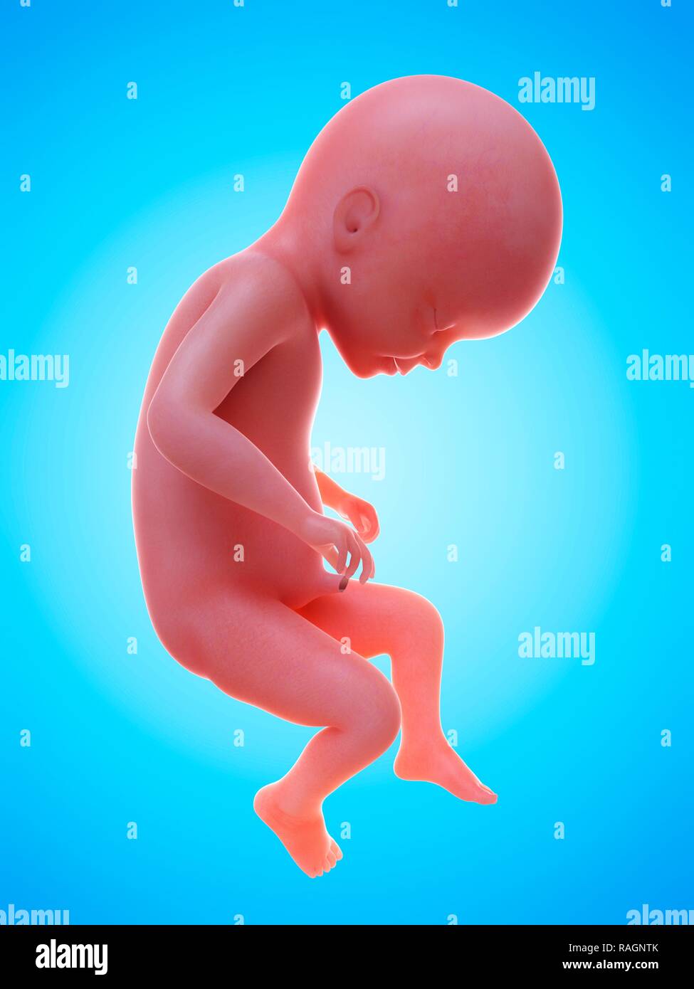 Human fetus 22 weeks hi-res stock photography and images - Alamy