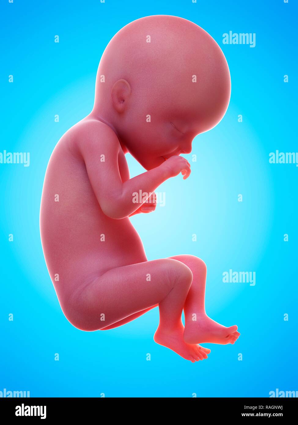 Illustration of a human foetus, week 27 Stock Photo - Alamy