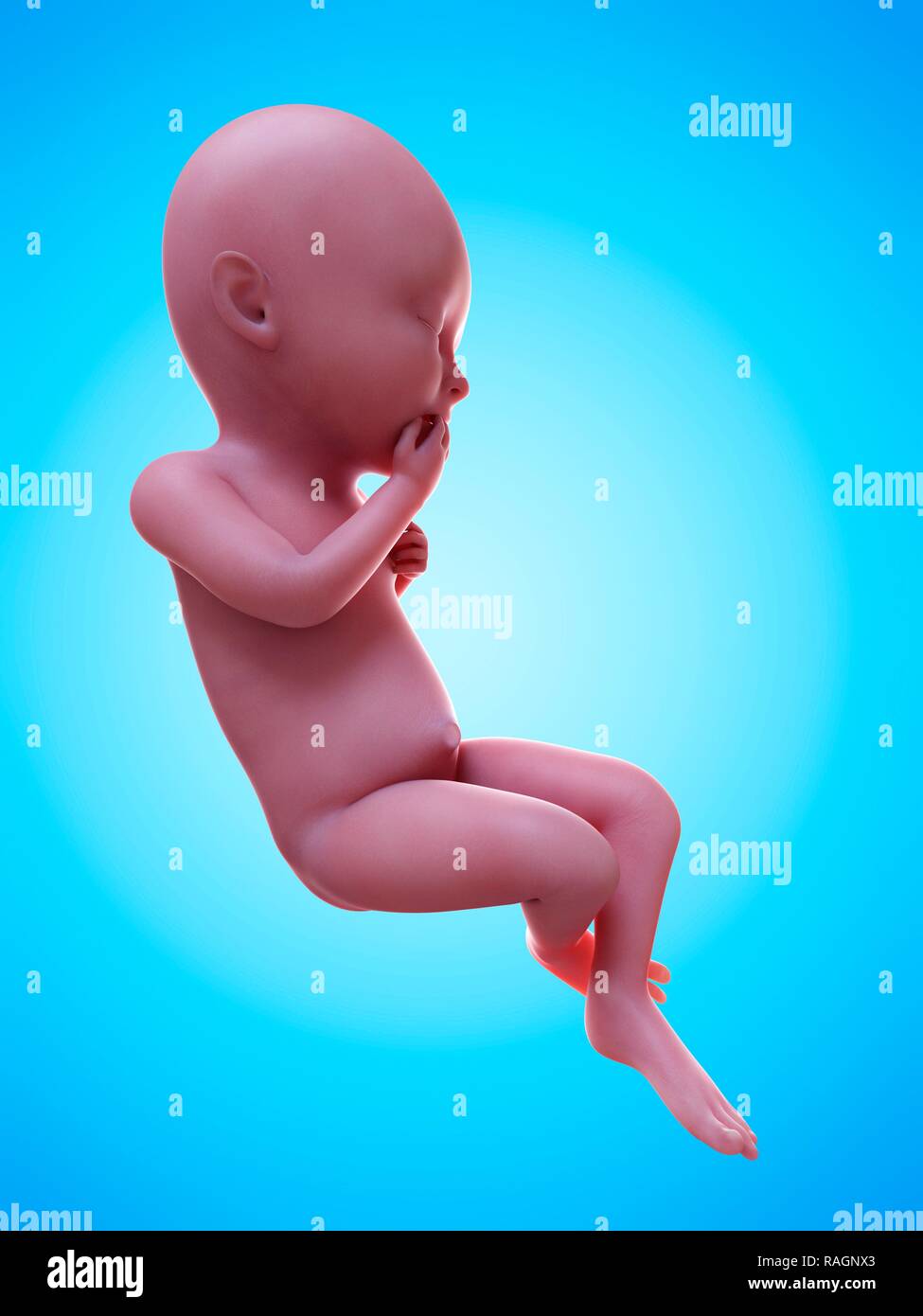 Illustration of a human foetus, week 36 Stock Photo - Alamy