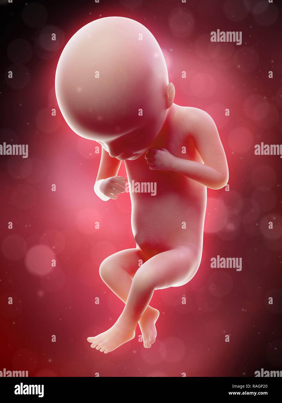 Human Foetus Anatomy At Week 18 Illustration Stock Photo Alamy Human Foetus Anatomy At Week 18 Illustration Stock Photo Alamy