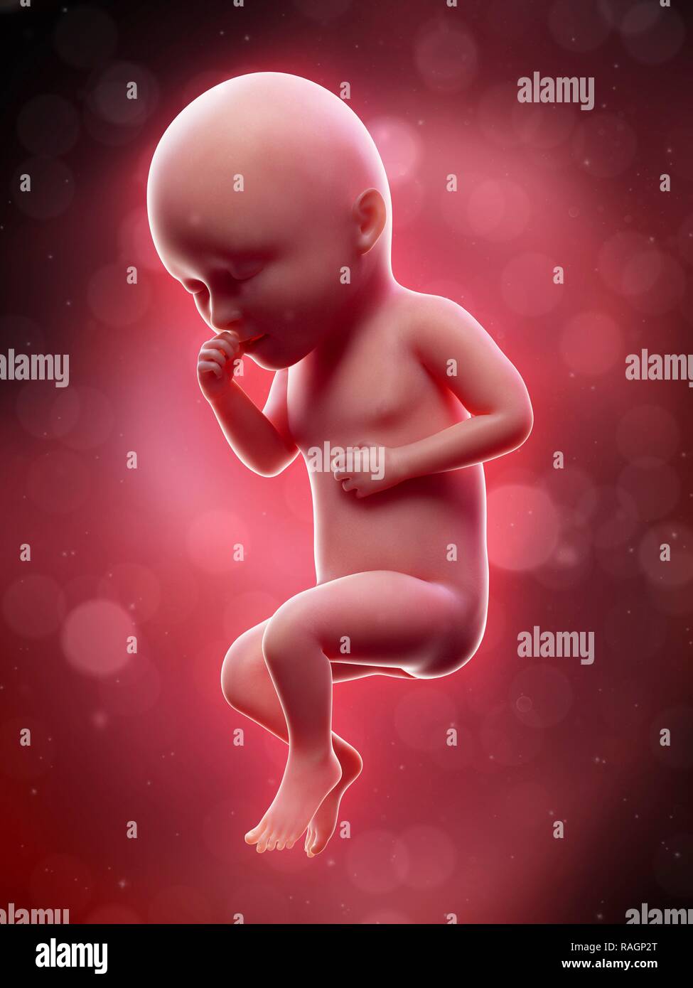 Week 34 34 weeks foetus hi-res stock photography and images - Alamy