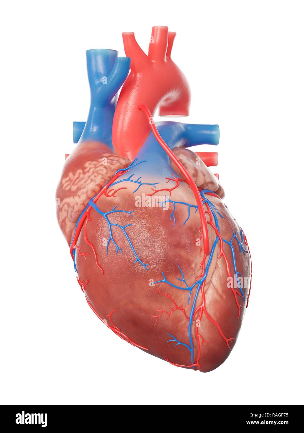 Coronary bypass hi-res stock photography and images - Alamy