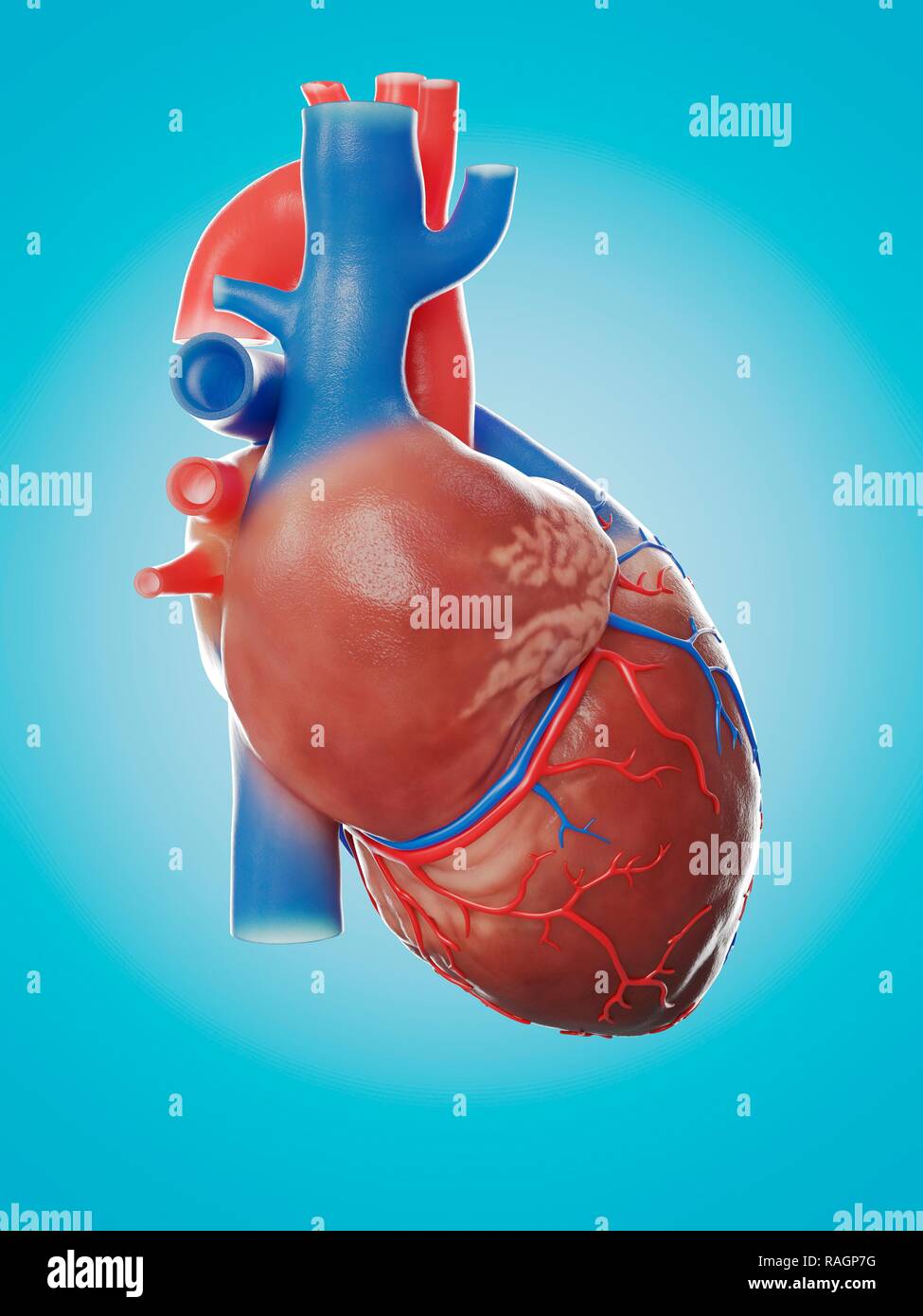 Illustration of the human heart anatomy Stock Photo Alamy