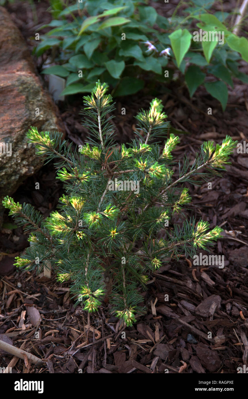 Pinus parviflora' OGON JANOME' Stock Photo