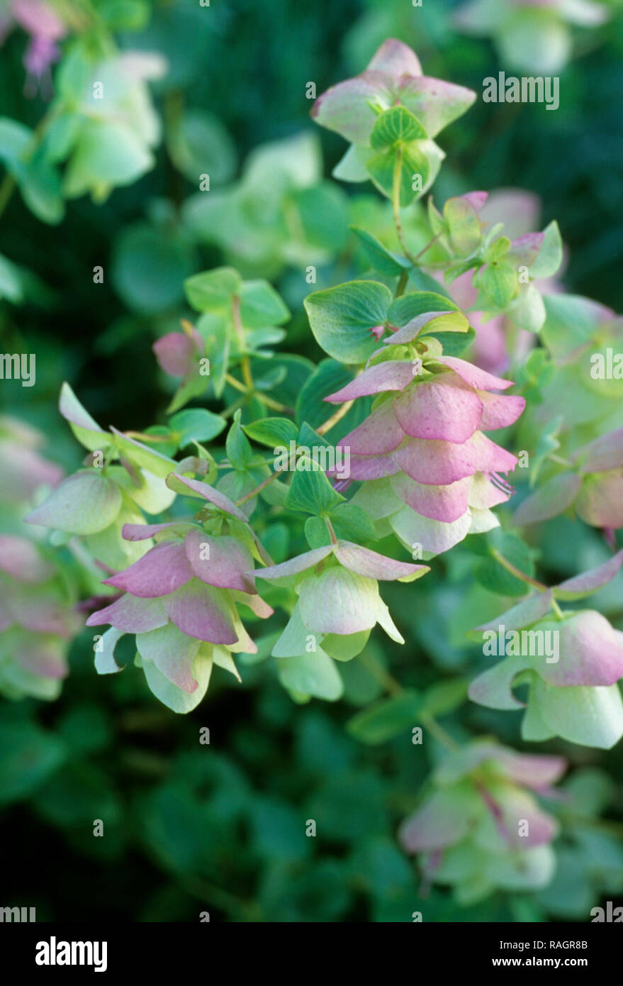 Orfegano ' Kent Beauty' Stock Photo