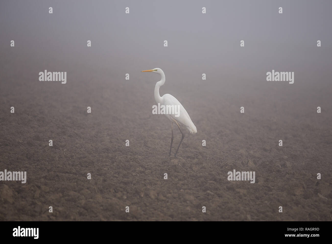 Great egret (Ardea alba), also known as the common egret, large egret, or great white heron. Standing on the field in fog. Stock Photo