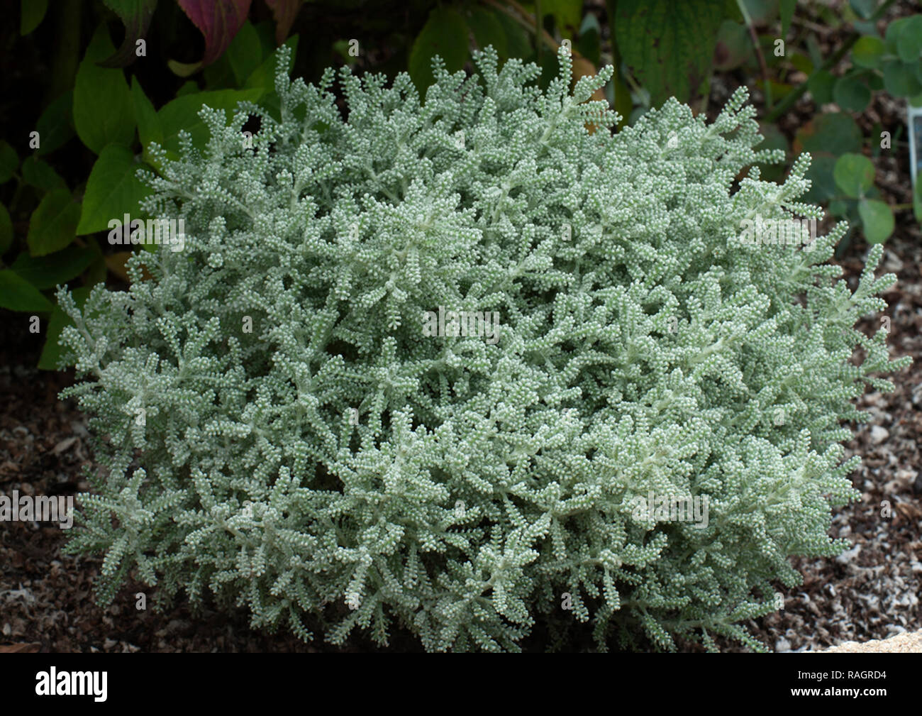 Santolina chamaecyparissus, Lavender cotton, Stock Photo