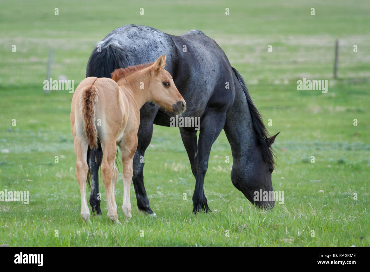 Mare with foal in spring in pasture in southern Alberta, Canada: Horses, nature, equine, pasture Stock Photo