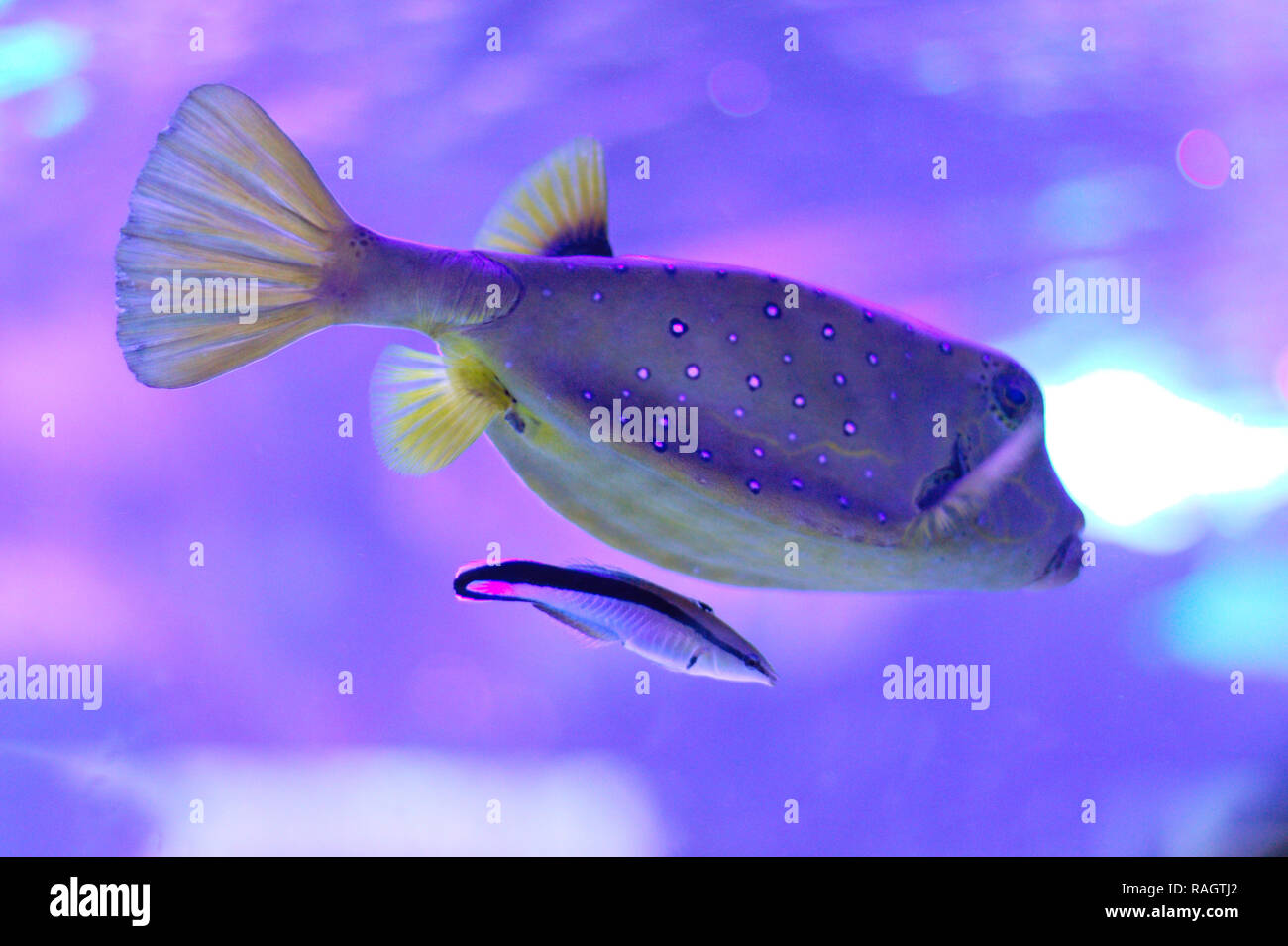 Adult female yellow boxfisch (Ostracion cubicus) an cleaner wrasse (Labroides dimidiatus) below. Stock Photo