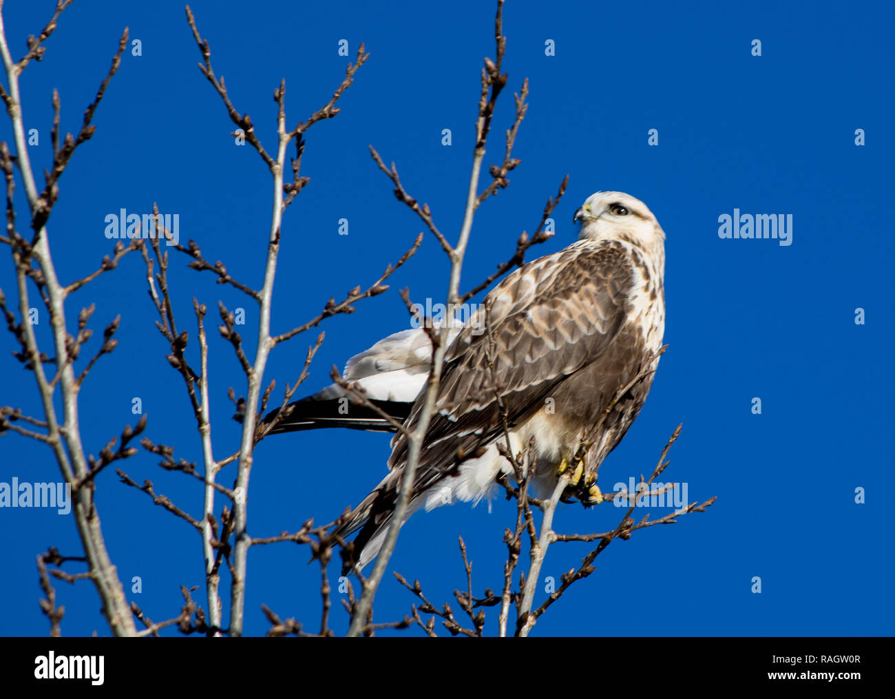 Pretty young eagle hires stock photography and images Alamy