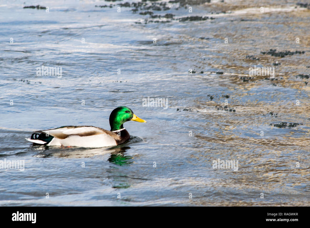 winter scenes near the Bow river in Calgary Stock Photo Alamy