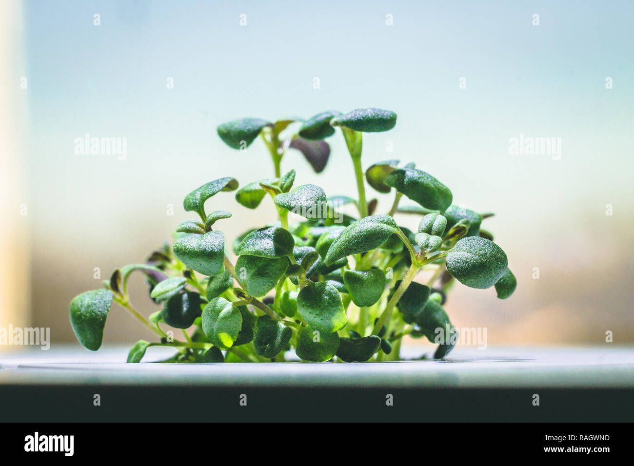 enlarged image of a little green thyme plant sprout growing from Stock