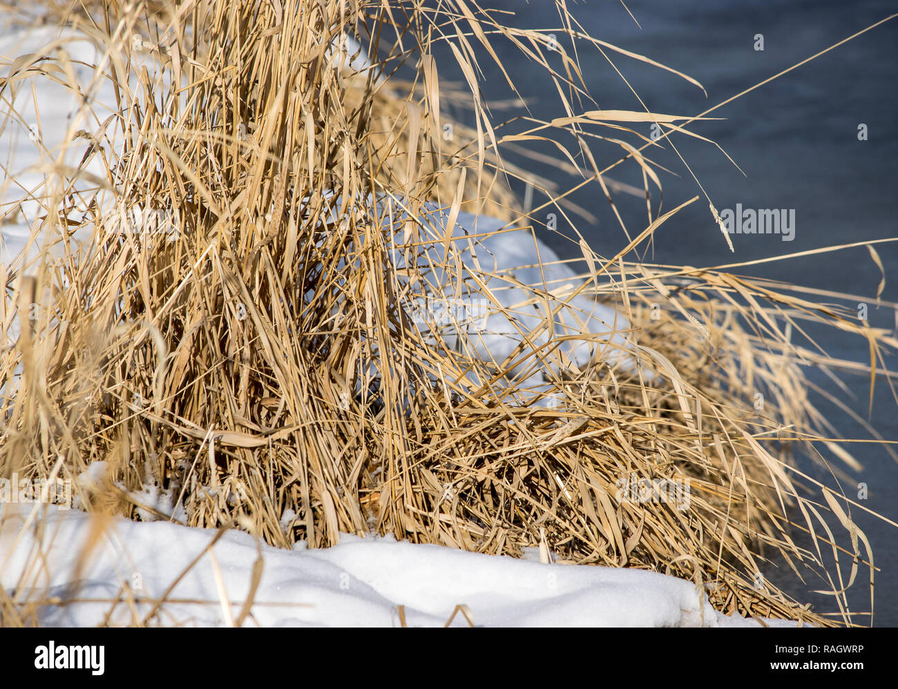winter scenes near the Bow river in Calgary Stock Photo Alamy