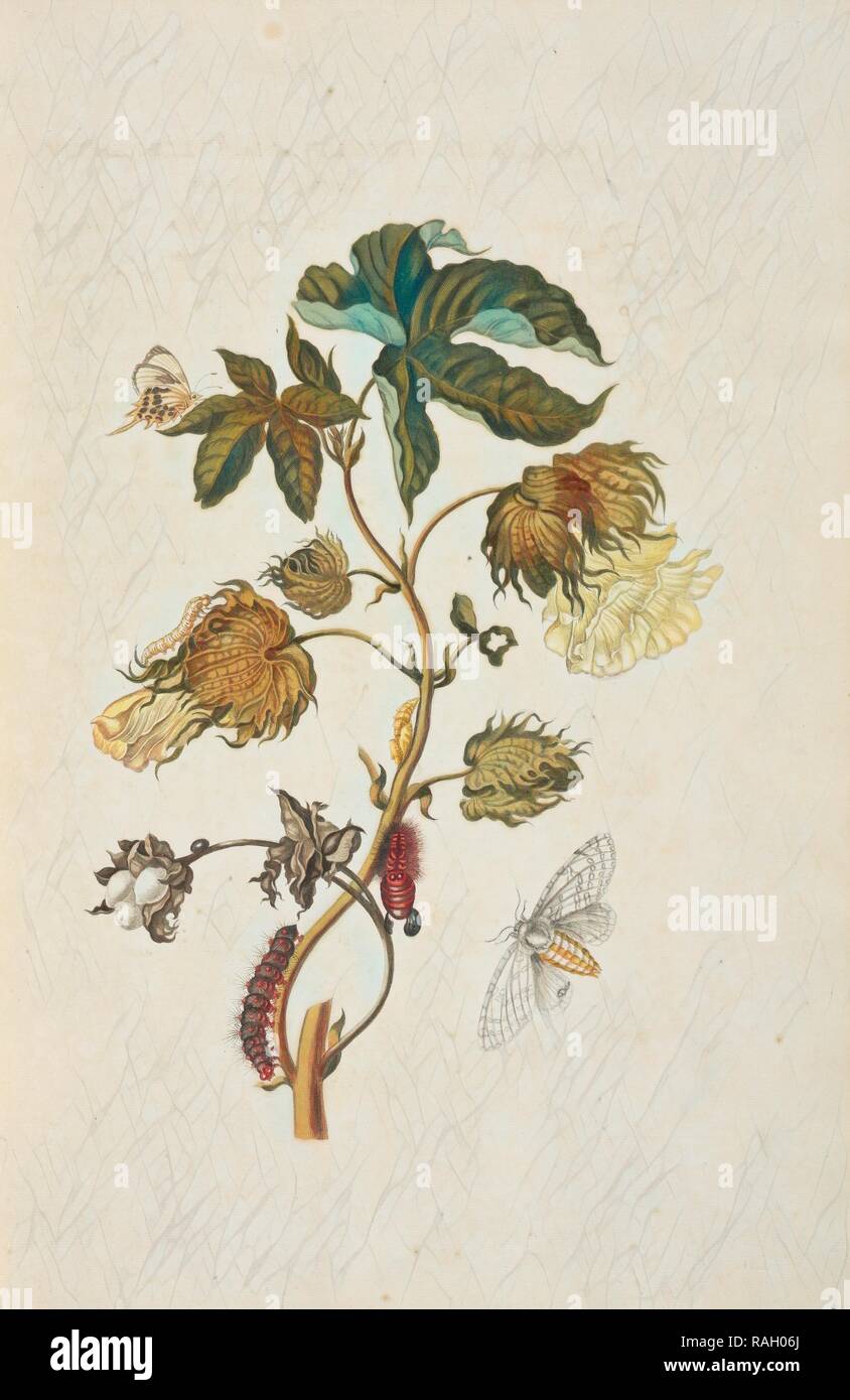 Branch of a cotton tree in flower (Gossypium barbadense), with butterfly (Helicopis cupido), and metamorphosis of reimagined Stock Photo