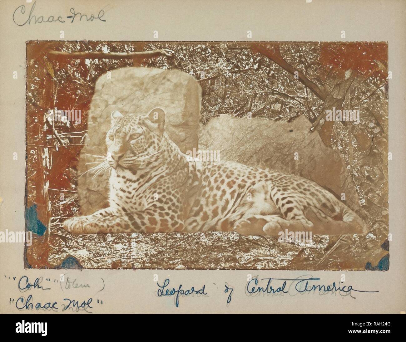 Leopard, Augustus and Alice Dixon Le Plongeon photographs of Mexican