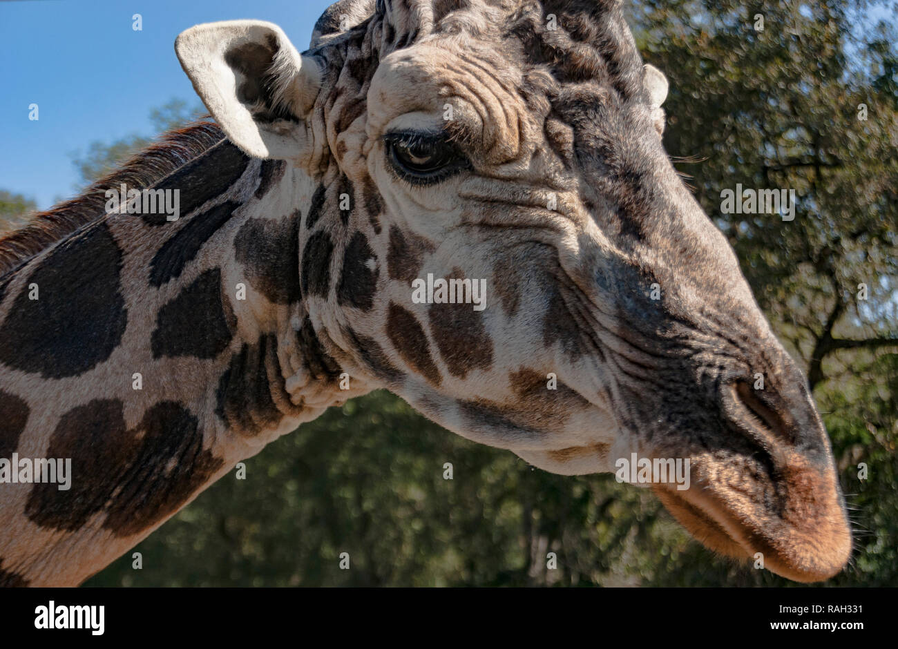 Old africa Stock Photo