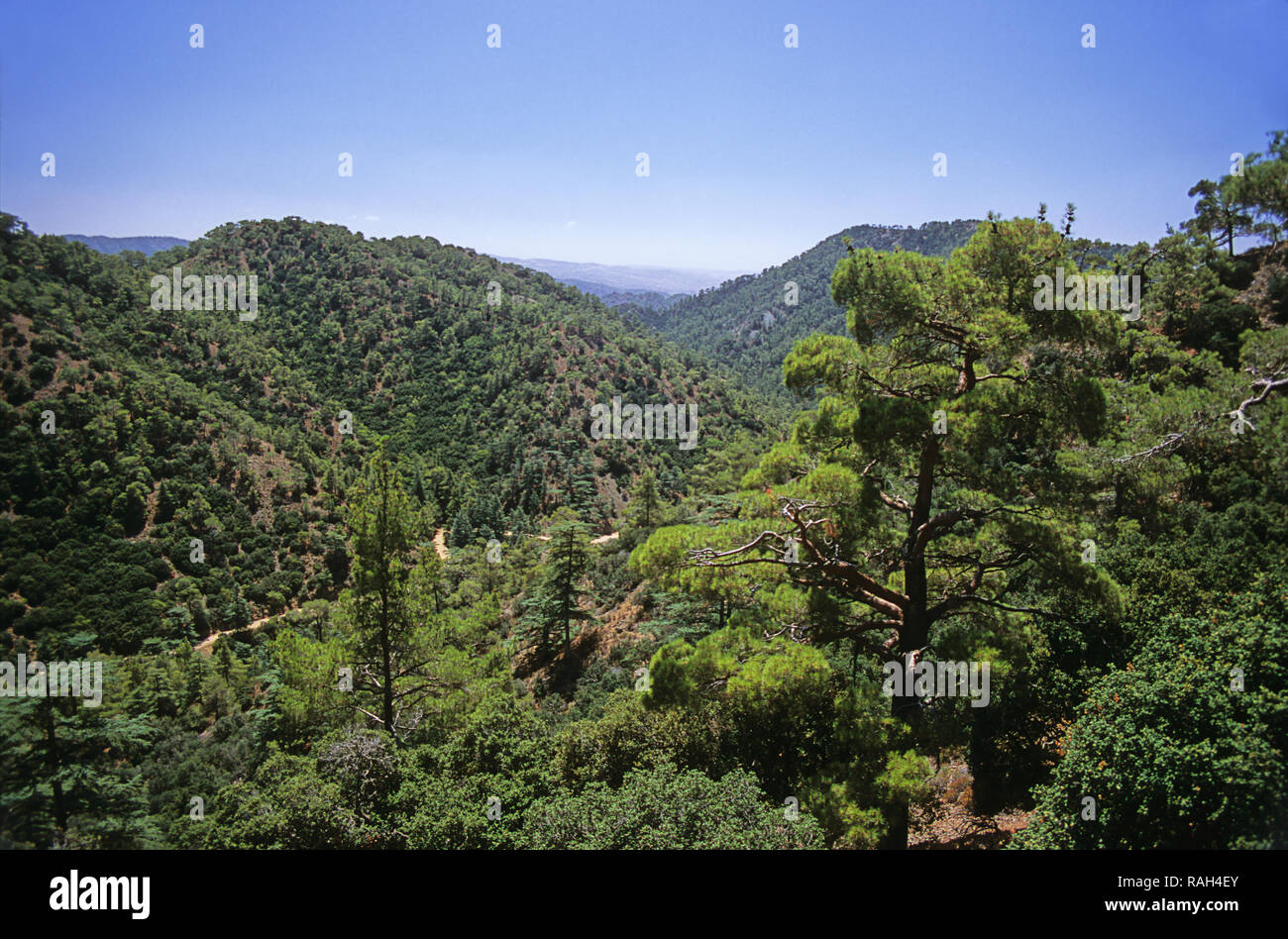 Cedar Valley, Tillyria, Cyprus: 'cedrus brevifolia' Stock Photo