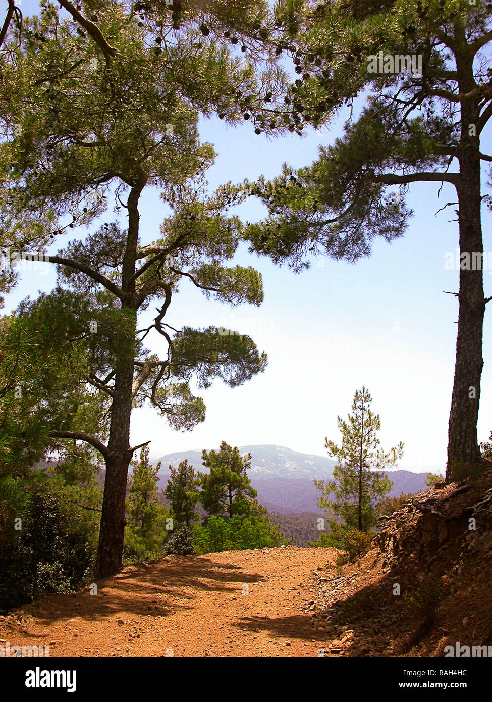 on Mount Tripylos, Tillyria, Cyprus: pine trees and solitude Stock Photo