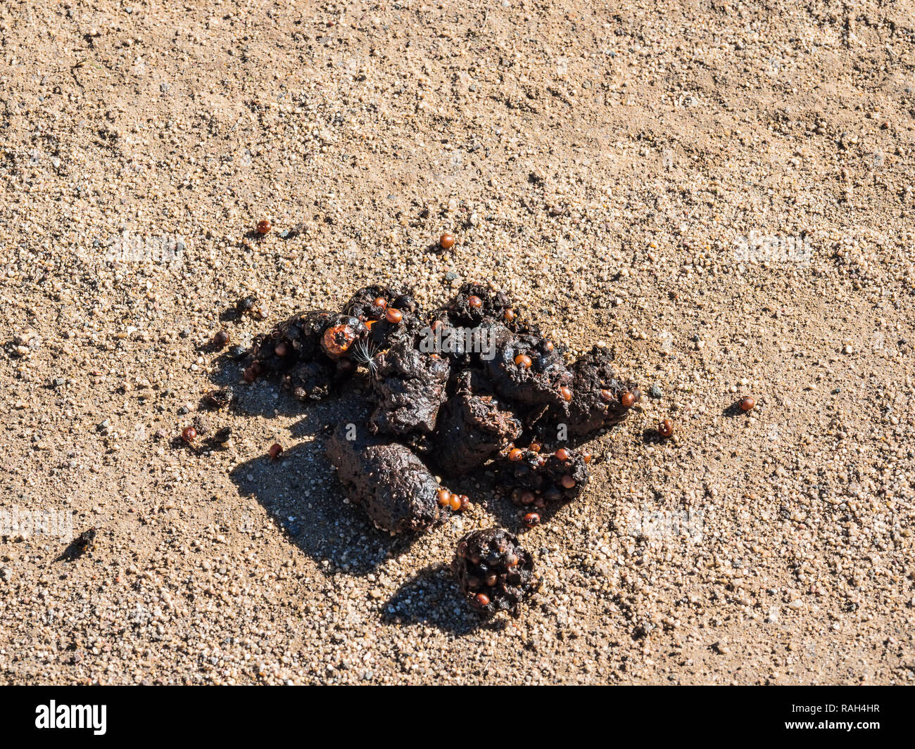 coyote scat feces with undigested wild seeds Stock Photo Alamy