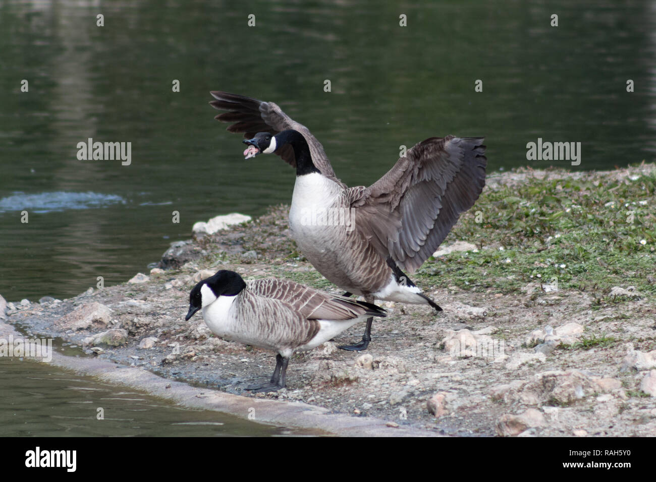 Submissive male hi-res stock photography and images - Alamy