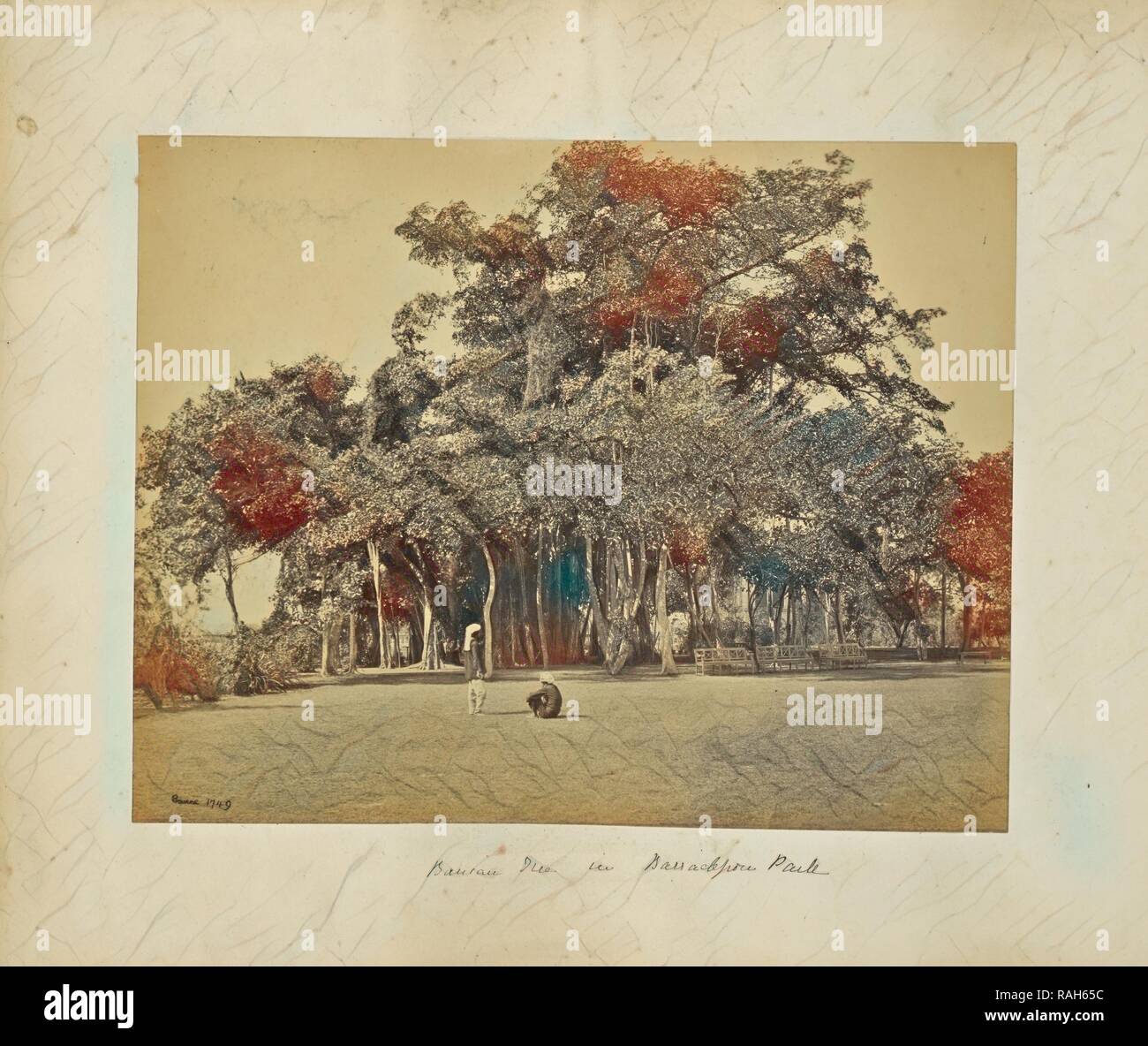 Calcutta, Banian Tree in Barrackpore Park, general view, Samuel Bourne (English, 1834 - 1912), Calcutta, West Bengal reimagined Stock Photo