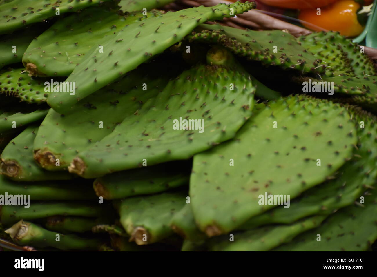 Cacti store hi-res stock photography and images - Alamy