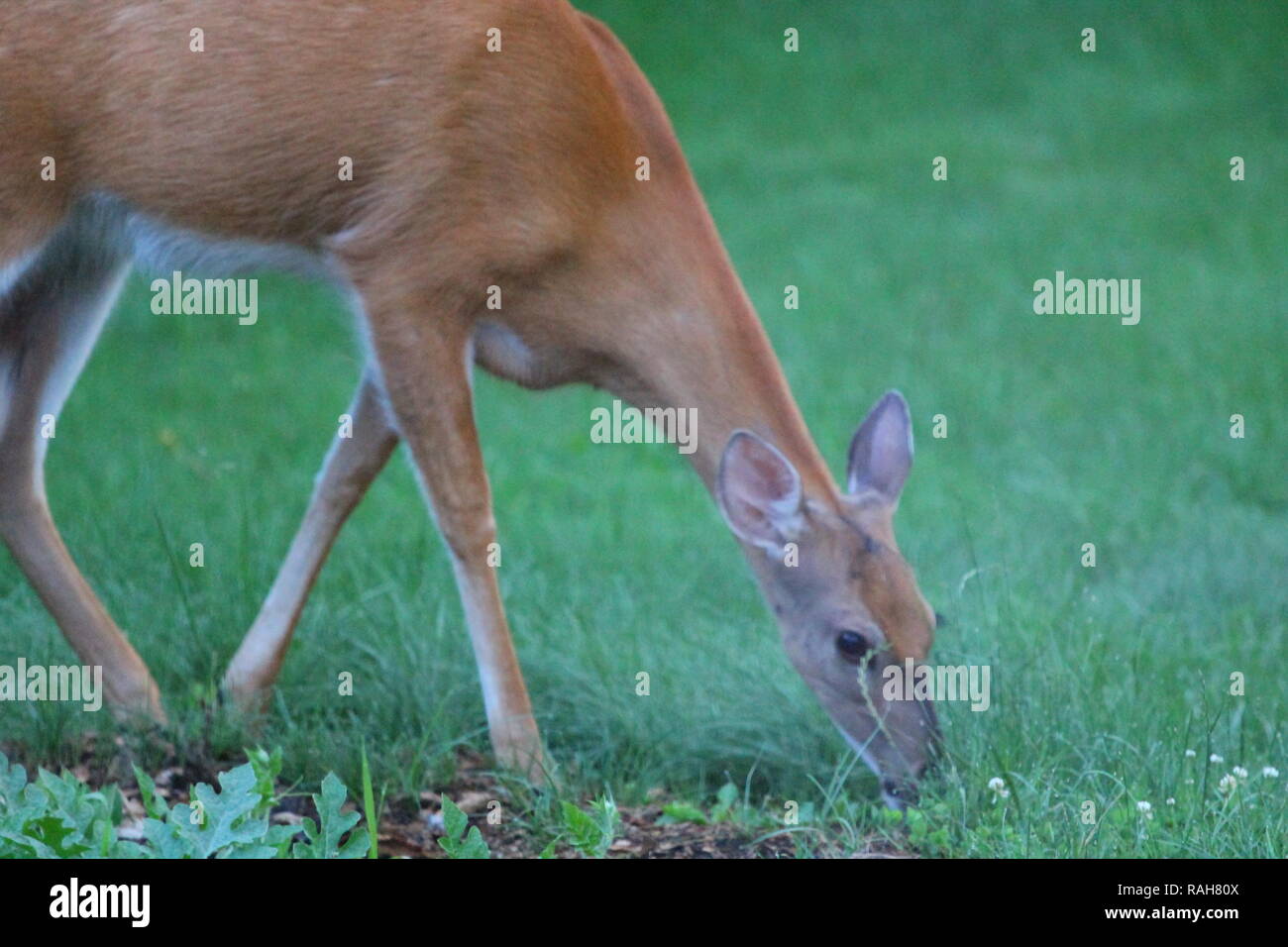 Suburban Deer Eating a Garden, Ohio Stock Photo - Alamy