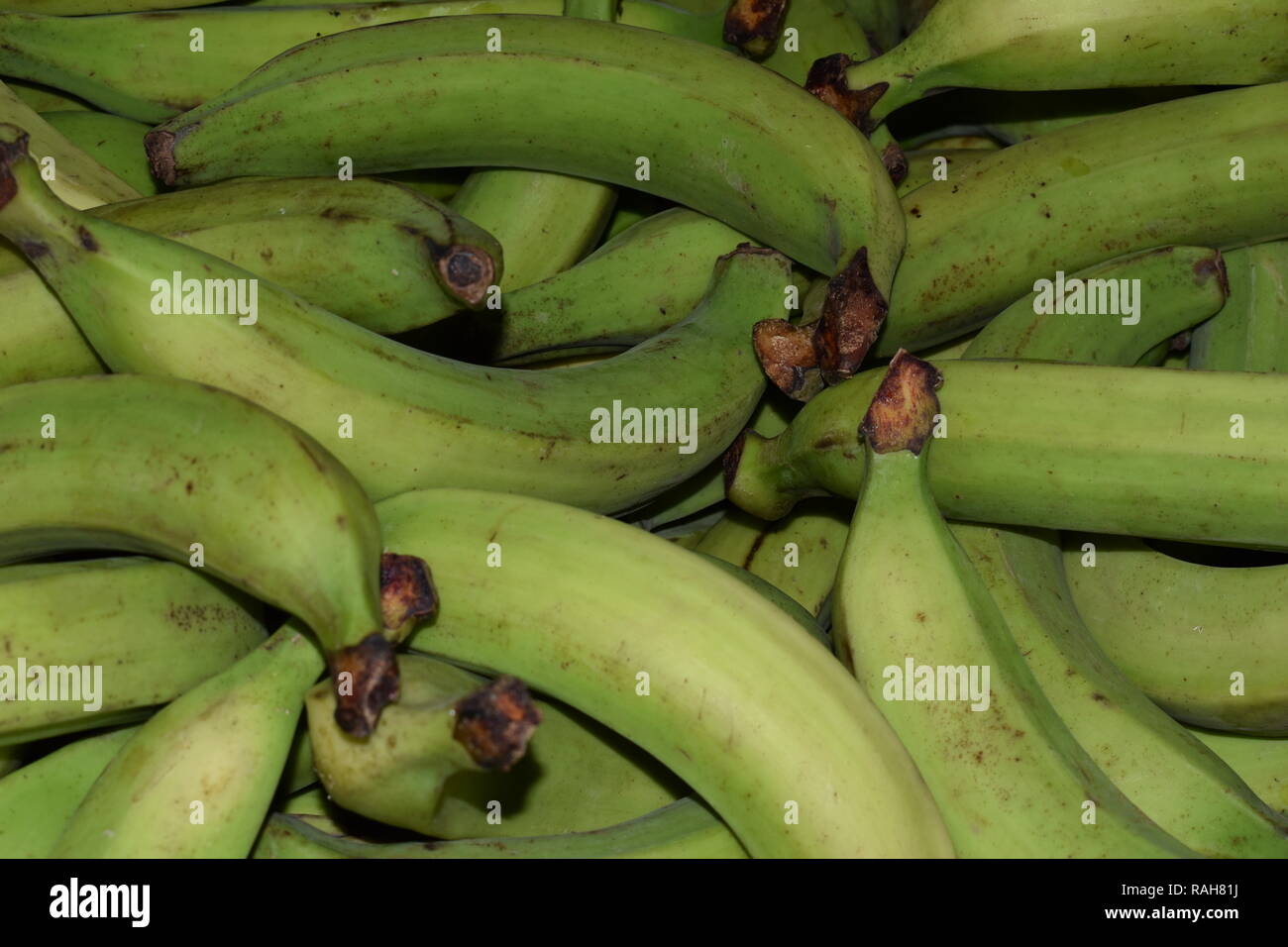 Plantains hires stock photography and images Alamy