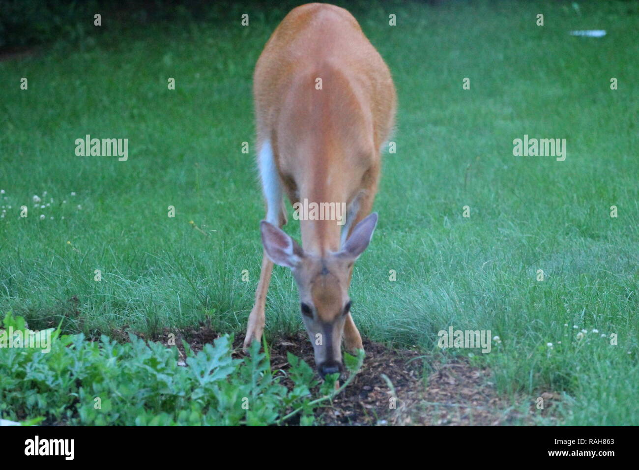 Suburban Deer Eating a Garden, Ohio Stock Photo - Alamy