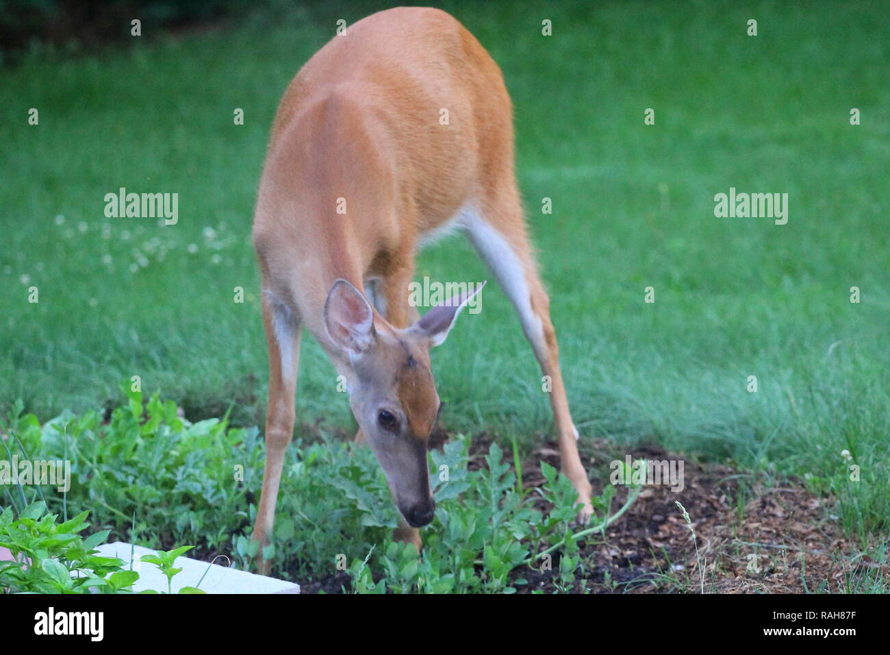 Suburban Deer Eating a Garden, Ohio Stock Photo - Alamy