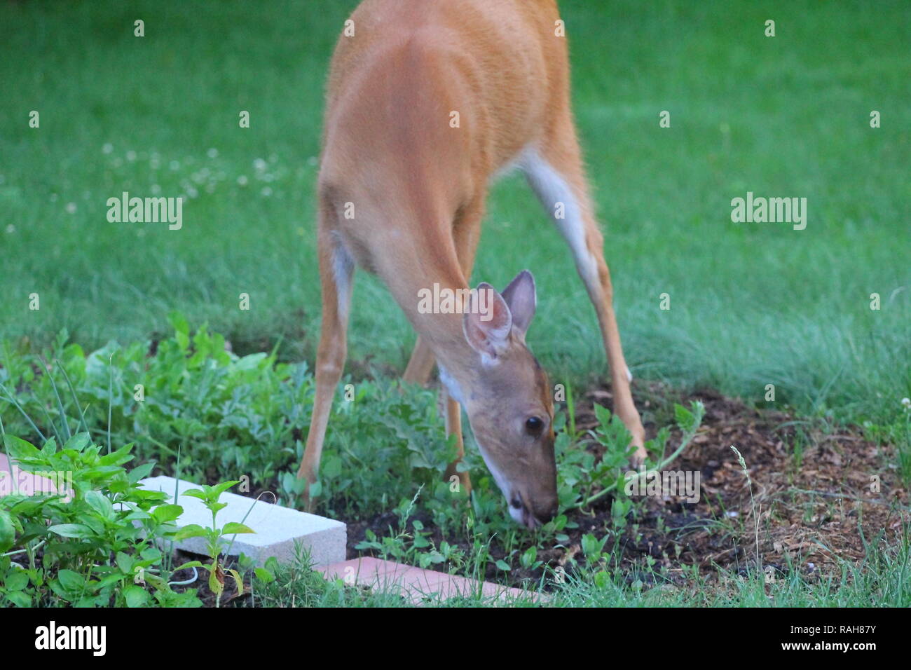 Suburban Deer Eating a Garden, Ohio Stock Photo - Alamy