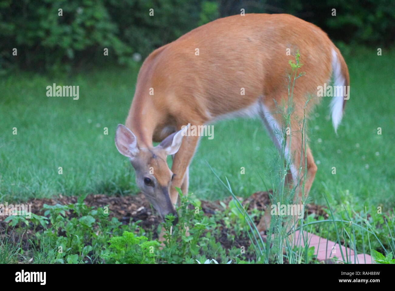 Suburban Deer Eating a Garden, Ohio Stock Photo - Alamy