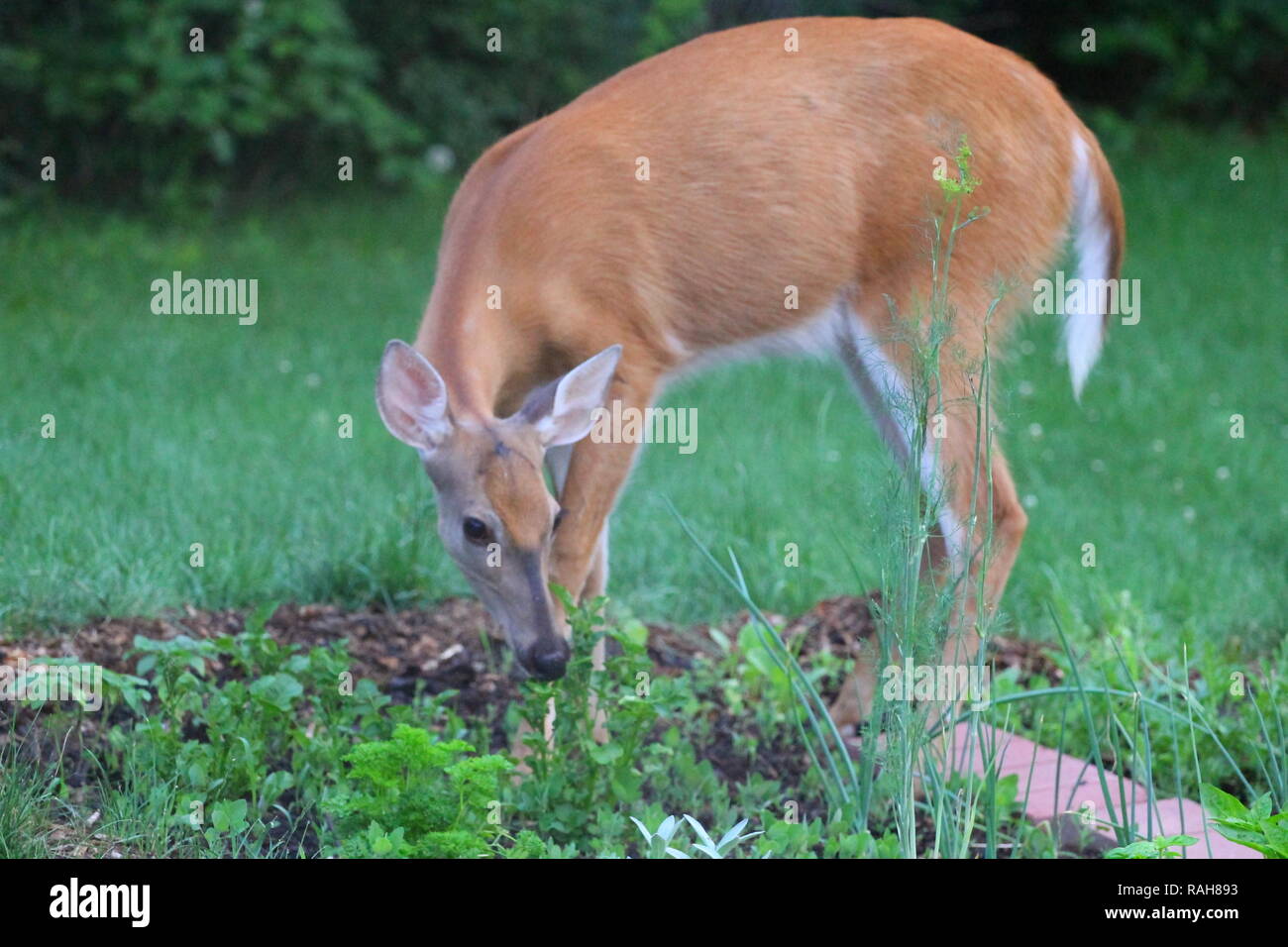 Suburban Deer Eating a Garden, Ohio Stock Photo - Alamy