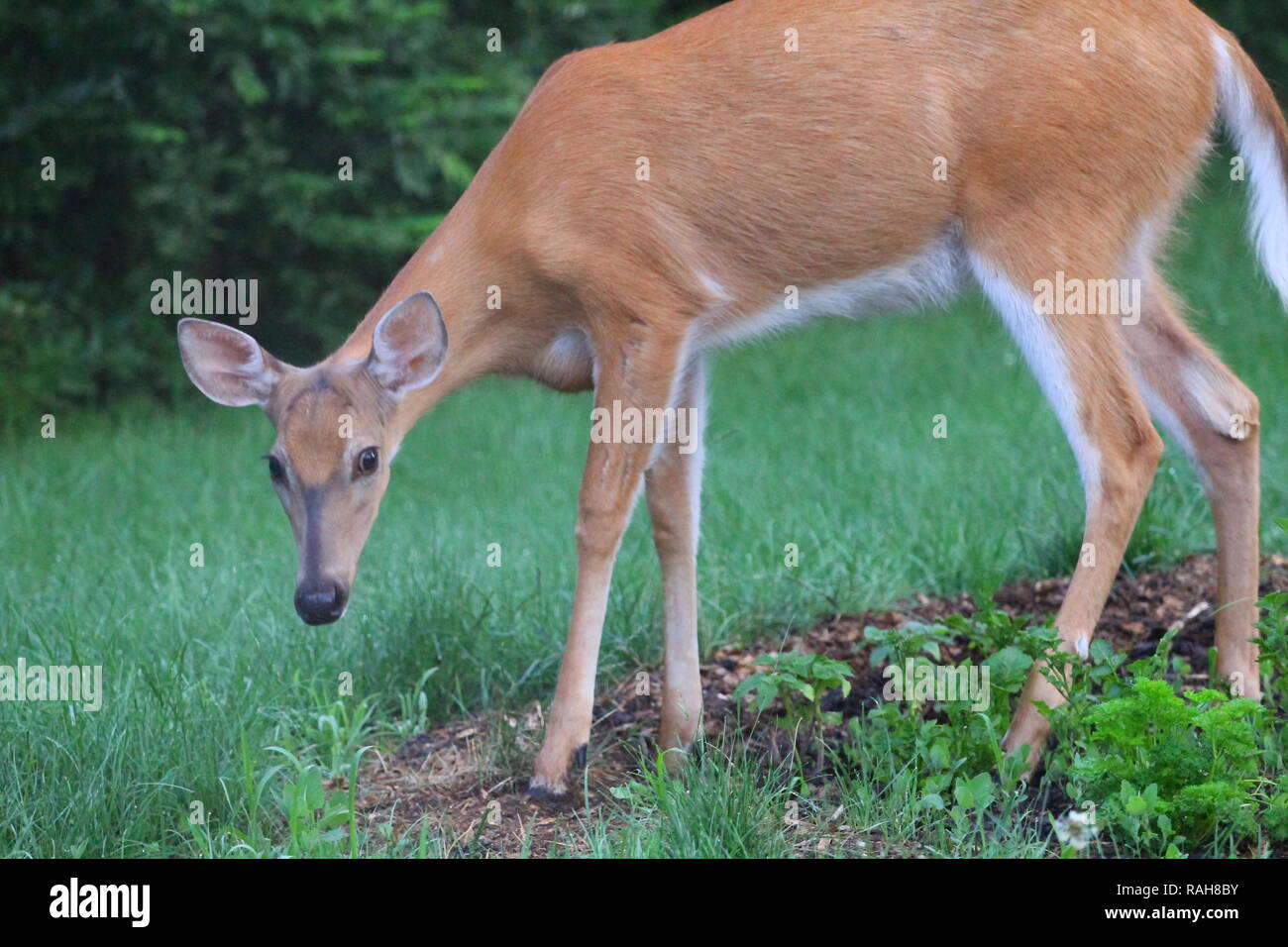 Suburban Deer Eating a Garden, Ohio Stock Photo - Alamy