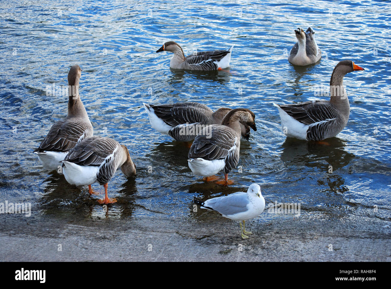 Chinese geese waddle in water of Lake Ontario Stock Photo