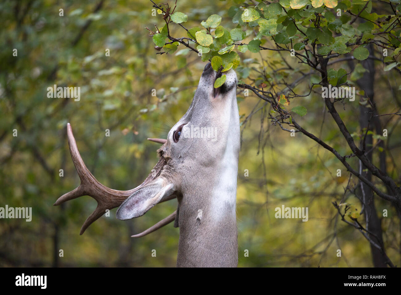 White-tailed Deer buck (Odocoileus virginianus) reaching up to feed on Saskatoon Berry tree leaves (Amelanchier alnifolia) in deciduous forest Stock Photo
