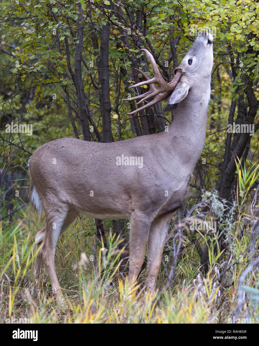 White-tailed Deer buck (Odocoileus virginianus) browsing on River Birch tree (Betula occidentalis) in forest Stock Photo