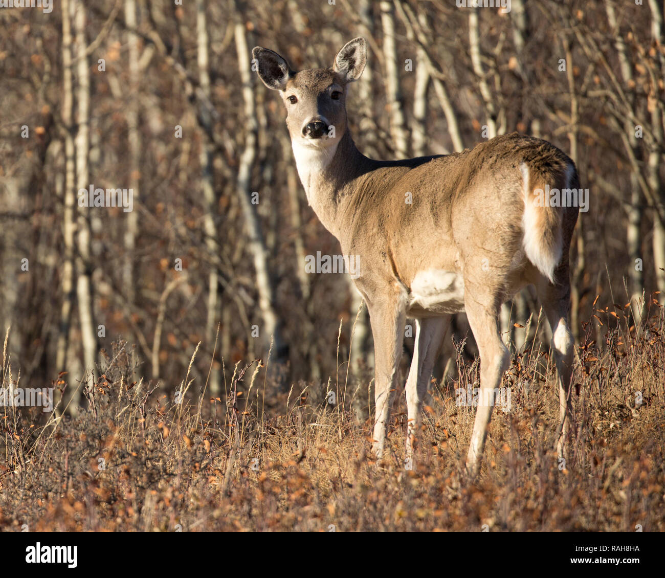 Doe hill virginia hires stock photography and images Alamy