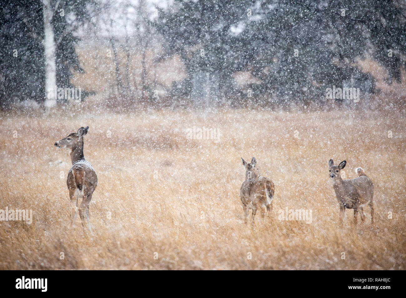 White-tailed Deer doe with her twin fawns in a meadow during an autumn snow storm, Canada (Odocoileus virginianus) Stock Photo